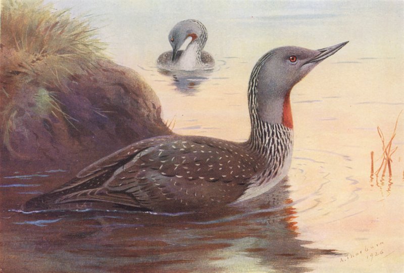 Potápka rudokrká (barevná litografie) od Archibald Thorburn