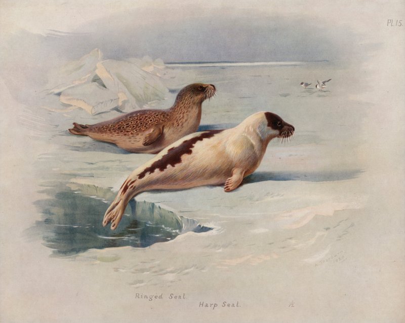 Ringing Seal, Harfa Seal od Archibald Thorburn