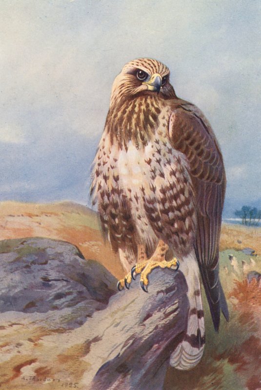 Káně rousná (barevná litografie) od Archibald Thorburn