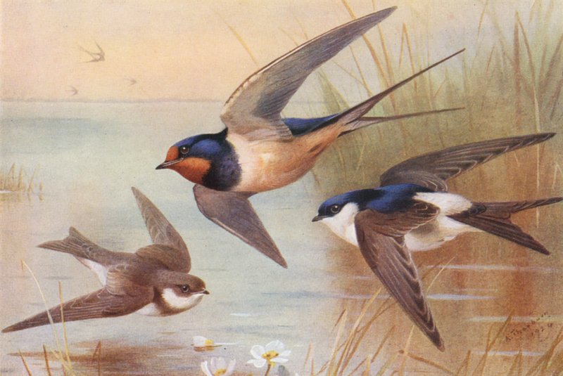 Sand-Martin, Swallow, Martin (barevná litografie) od Archibald Thorburn