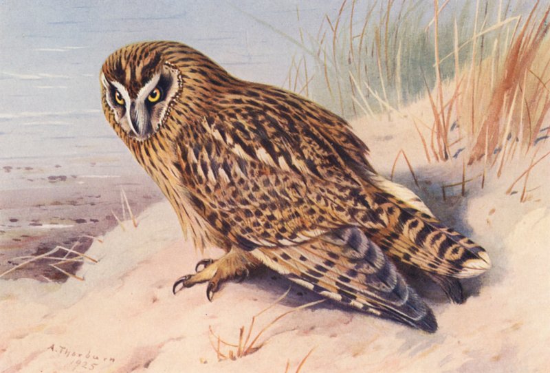 Sova pálená (barevná litografie) od Archibald Thorburn