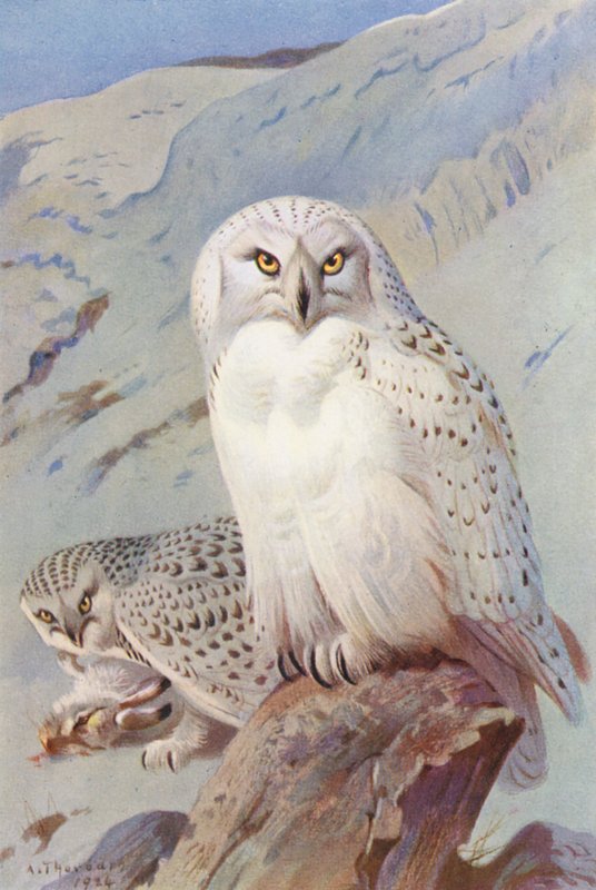 Sněžná sova (barevná litografie) od Archibald Thorburn