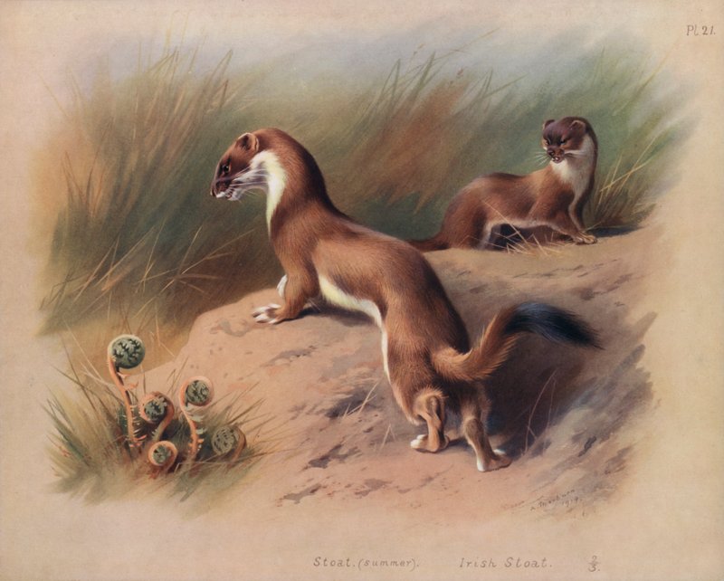 lasicovitý (léto), irský lasice (barva litho) od Archibald Thorburn