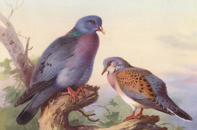 Stock-Dove, Turtle-Dove (barevná litografie) od Archibald Thorburn