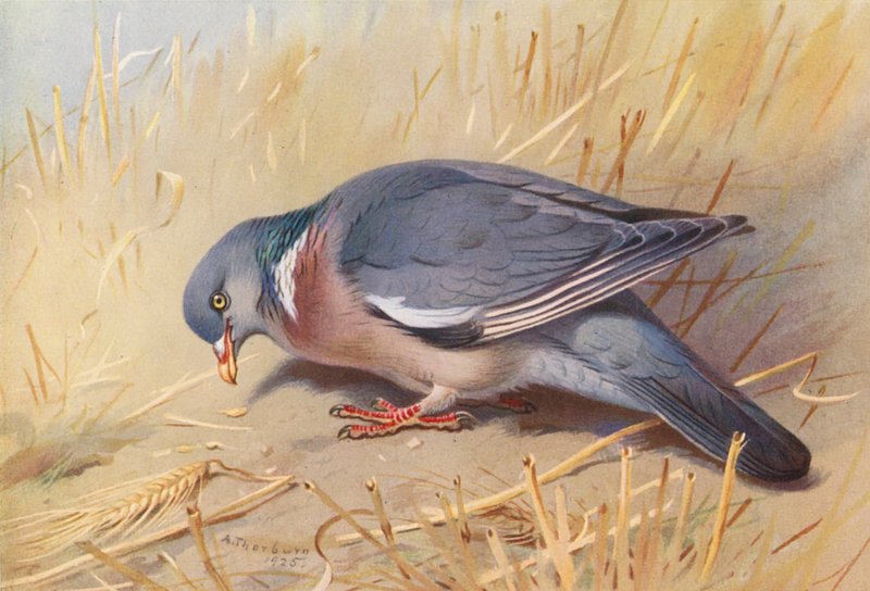 Wood-Pigeon (barevná litografie) od Archibald Thorburn
