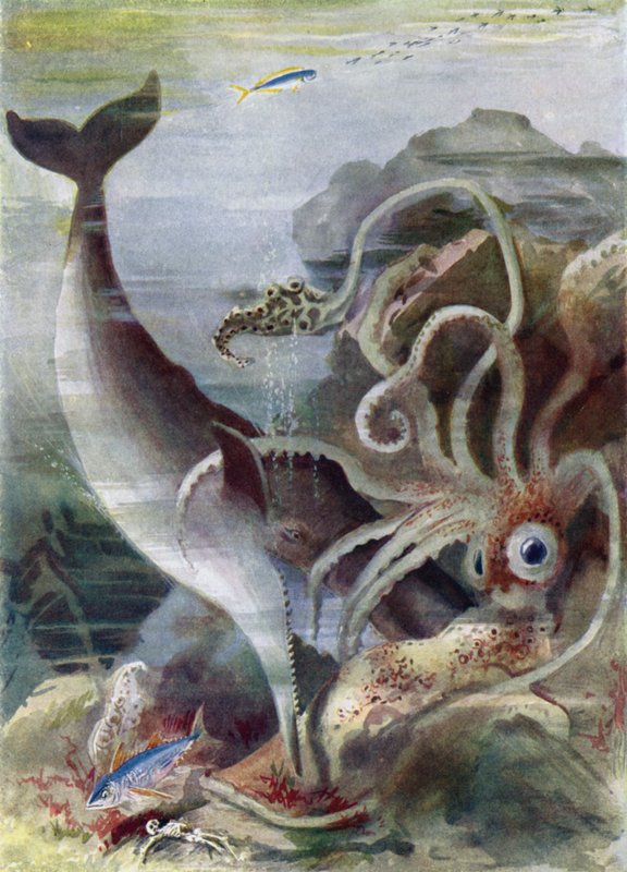 A Sperm Whale Attacking a Giant Squid od Arthur Twidle