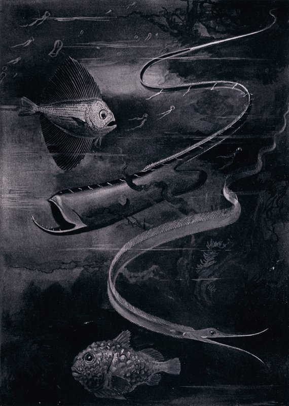 Hlubinné ryby (litho) od Arthur Twidle