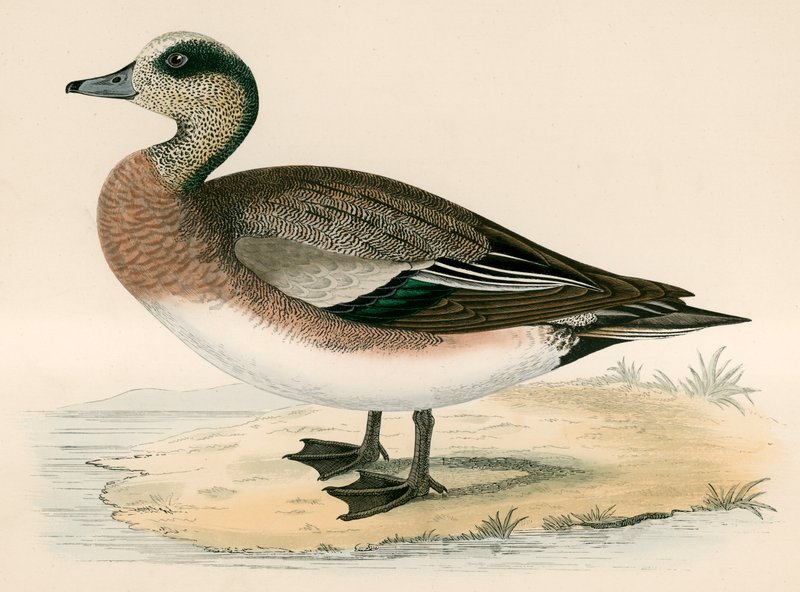 Americký Wigeon od Beverley R. Morris