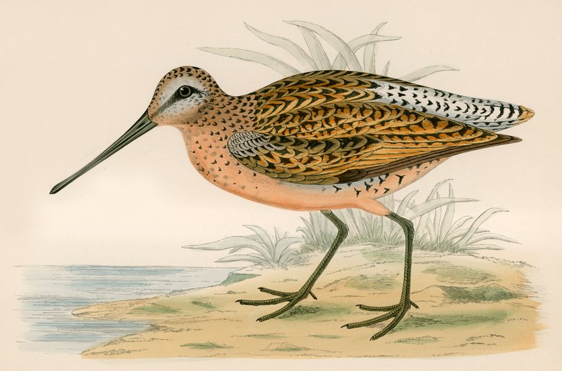 Hnědý Snipe od Beverley R. Morris