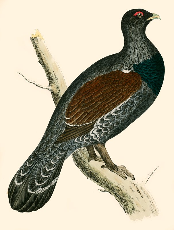 Capercaillie od Beverley R. Morris