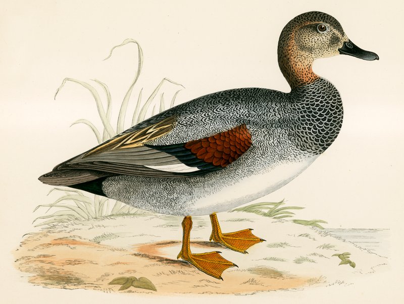 Gadwall od Beverley R. Morris