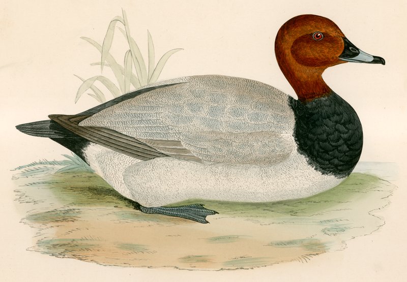 Pochard od Beverley R. Morris