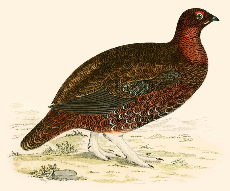 Tetřev obecný od Beverley R. Morris