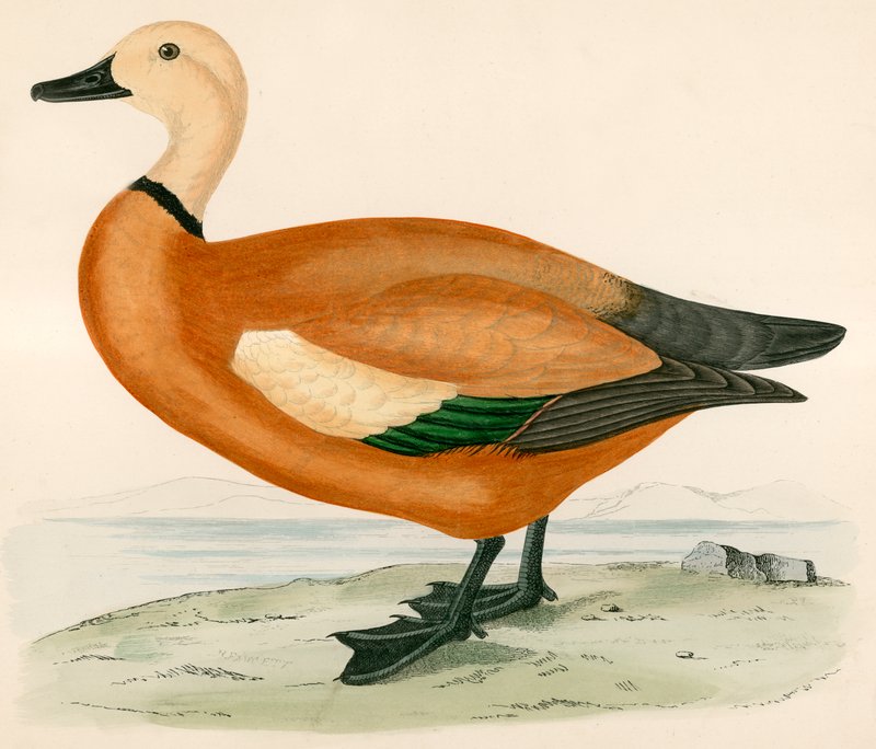 Ruddy Shieldrake od Beverley R. Morris