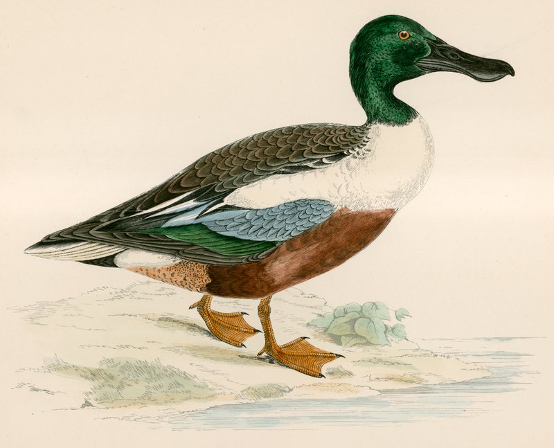 Lopata od Beverley R. Morris