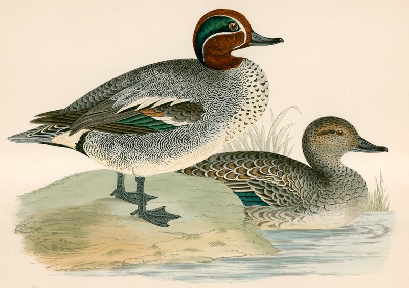 Teal od Beverley R. Morris