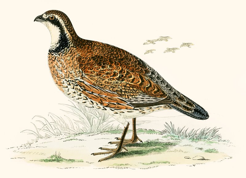 Virginian Partridge od Beverley R. Morris