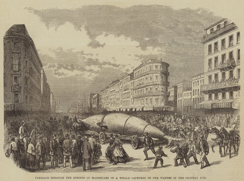 Přeprava velryby zachycené ve vodách zámku dIf ulicemi Marseille od Burn Smeeton