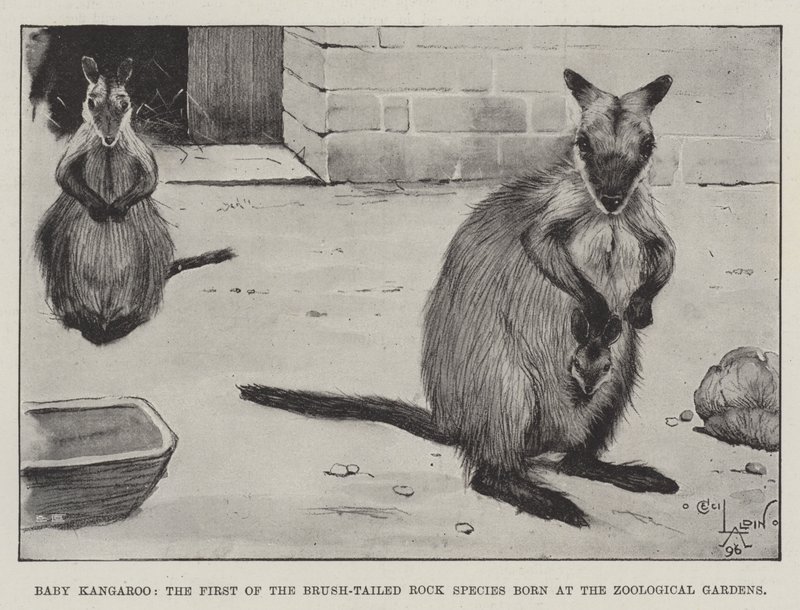 Mládě klokana, první ze skalních druhů štětinoocasých narozených v zoologické zahradě od Cecil Charles Windsor Aldin