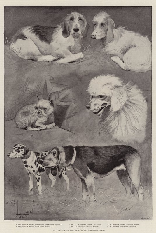 Výstava psů Kennel Club v Crystal Palace od Cecil Charles Windsor Aldin