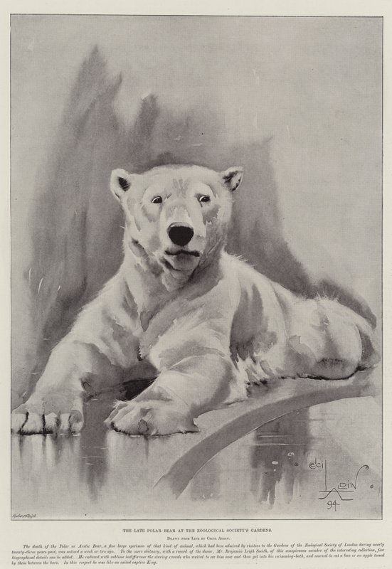 Pozdní lední medvěd v zahradách zoologické společnosti od Cecil Charles Windsor Aldin