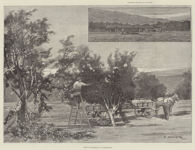 Sběr ovoce v Kalifornii od Charles Auguste Loye