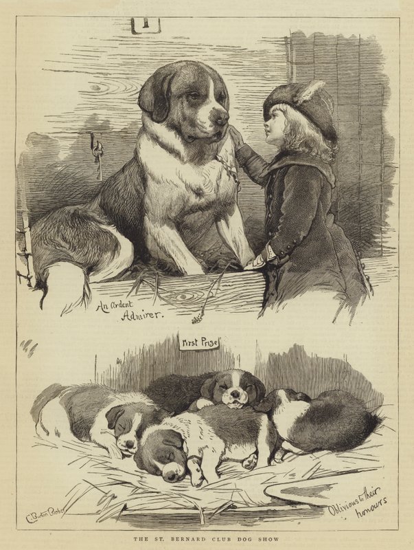Klubová výstava sv. Bernarda od Charles Burton