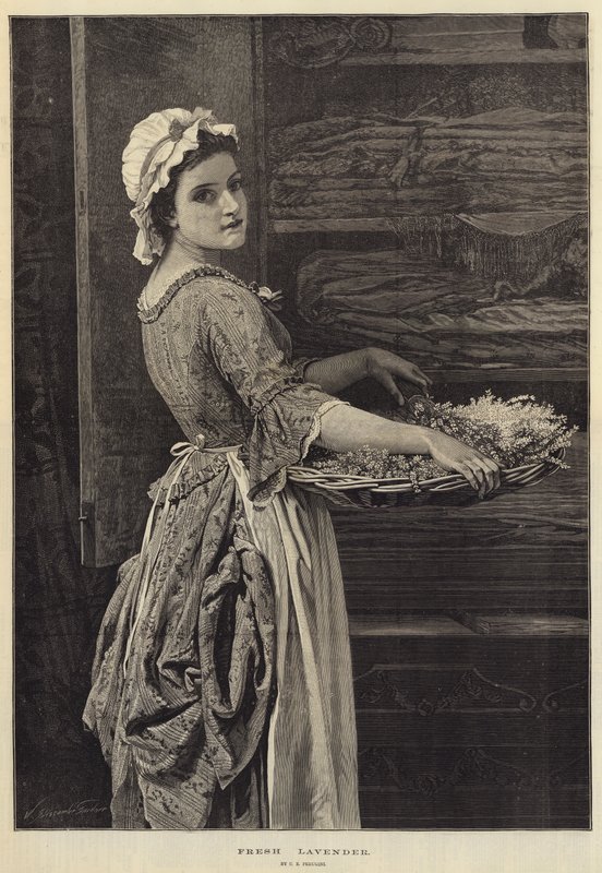 Čerstvá levandule od Charles Edward Perugini