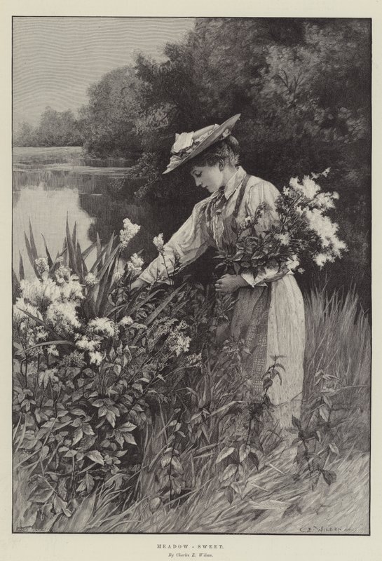Louka-sladká od Charles Edward Wilson