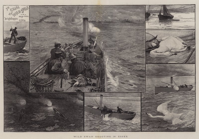 Střelba divoké labutě v Essexu od Charles J. Staniland