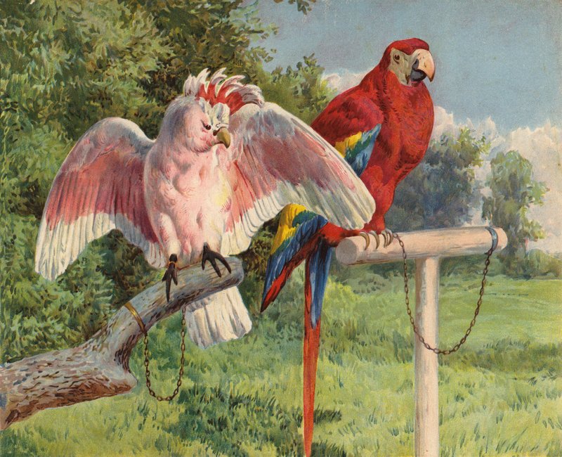 Kakadu a ara (chromolitho) od Charles Collins