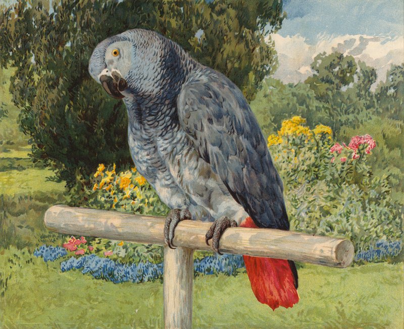 Papoušek šedý (chromolitho) od Charles Collins
