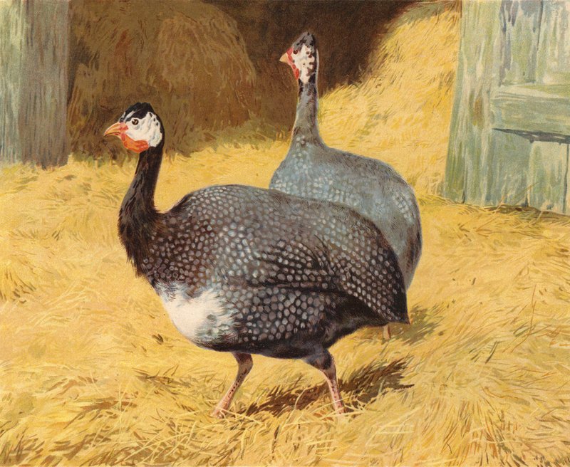 Morčata (chromolitho) od Charles Collins
