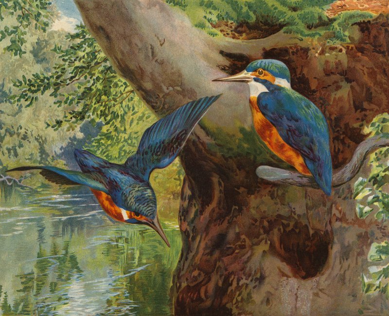 Ledňáčci (chromolitho) od Charles Collins