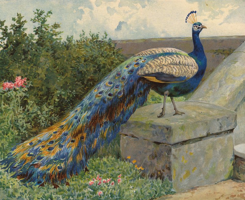páv (chromolitho) od Charles Collins