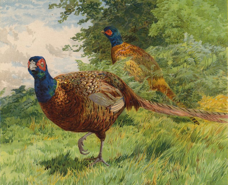 Bažanti (chromolitho) od Charles Collins