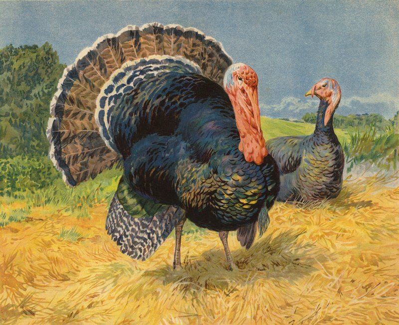 krůty (chromolitho) od Charles Collins