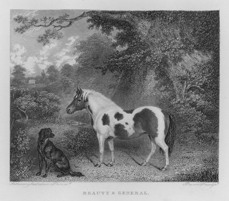 Krása a generál (rytina) od Charles Henry Schwanfelder