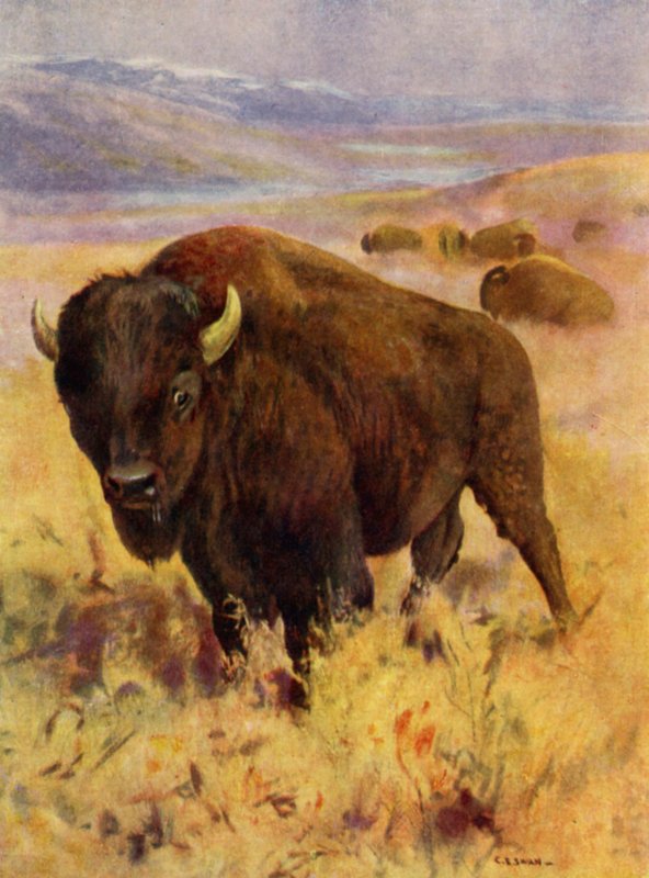 V ZOO: Bison (barevný litho) od Cuthbert Edmund Swan