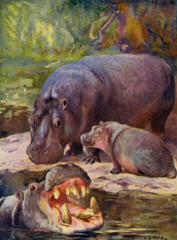 V zoo: Hroch (barevné lito) od Cuthbert Edmund Swan