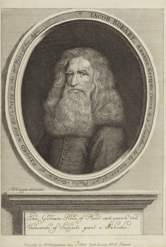 Jacob Bobart od David Loggan