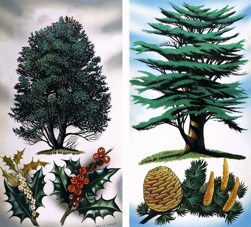 Stromy, které vidíte: Holly Tree  Cedar od David Pratt