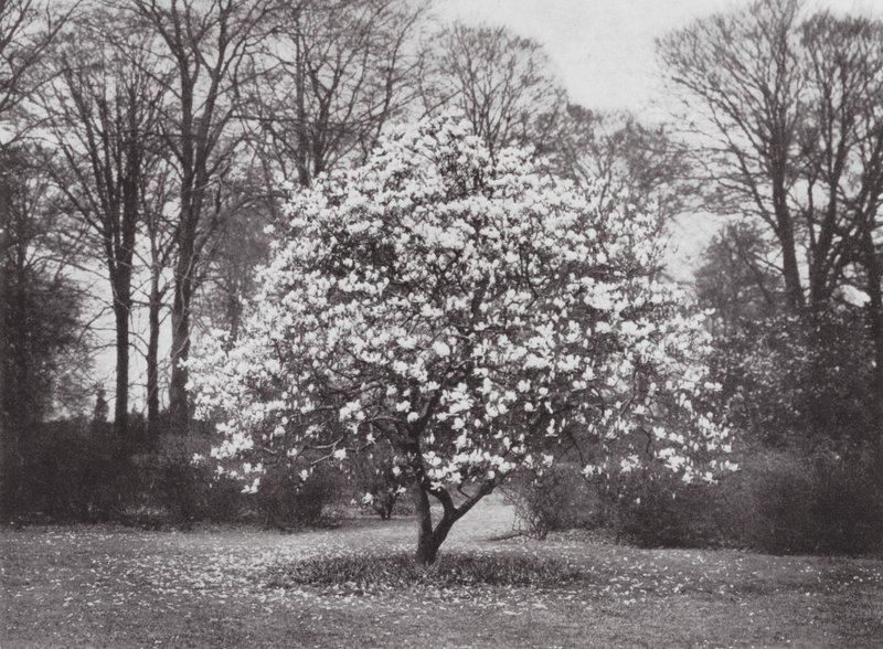 Kew Gardens, asi 1900 (čb fotografie) od E. J. Wallis