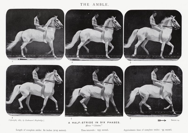 Eadweard Muybridge: The Amble od Eadweard Muybridge