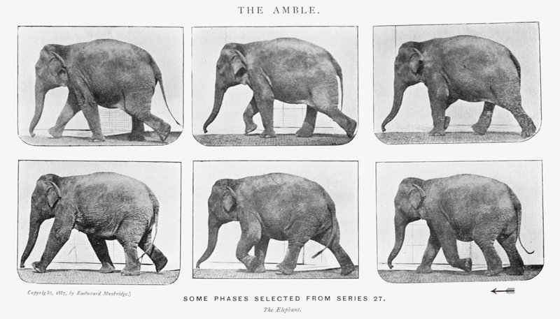 Eadweard Muybridge: The Amble od Eadweard Muybridge