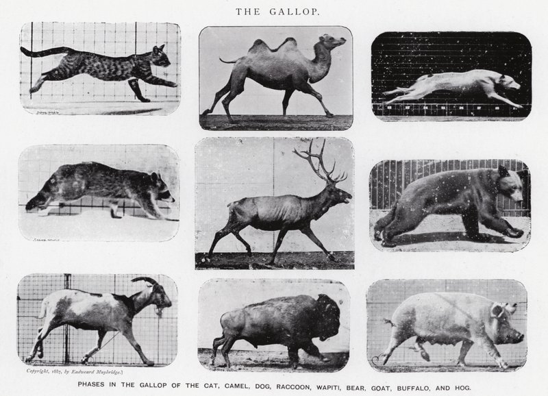 Eadweard Muybridge: The Gallop (černobílá fotografie) od Eadweard Muybridge