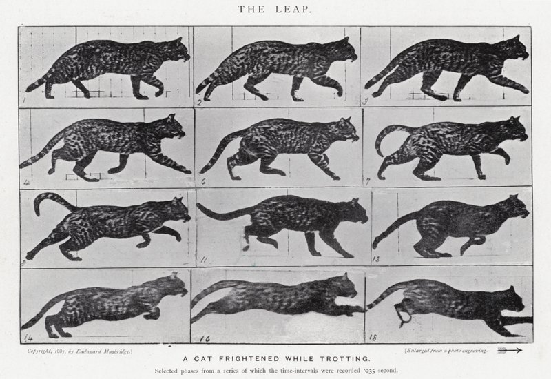 Eadweard Muybridge: The Leap (černobílá fotografie) od Eadweard Muybridge