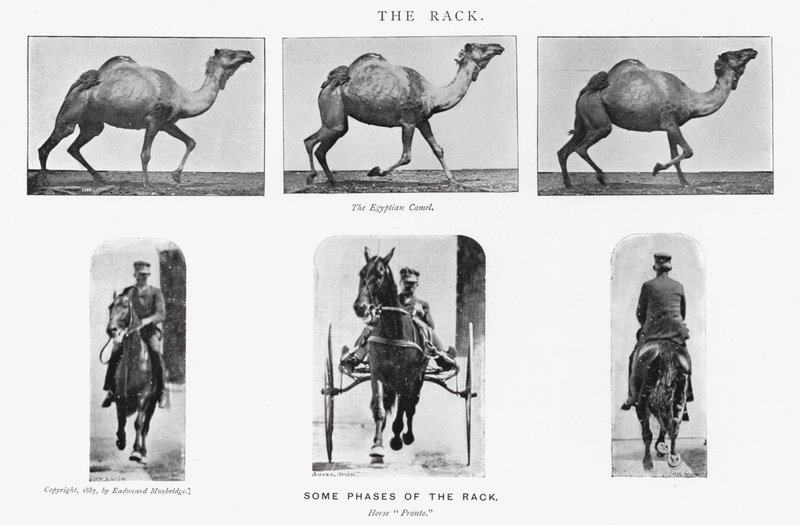 Eadweard Muybridge: The Rack od Eadweard Muybridge