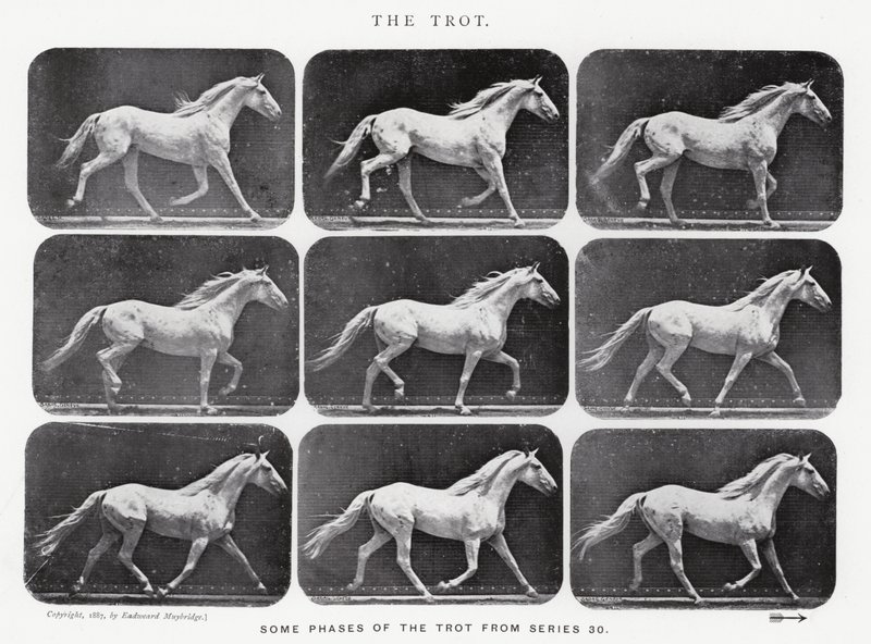 Eadweard Muybridge: Klus od Eadweard Muybridge