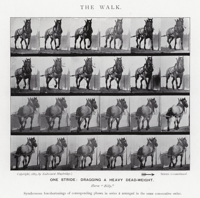 Eadweard Muybridge: The Walk (černobílá fotografie) od Eadweard Muybridge